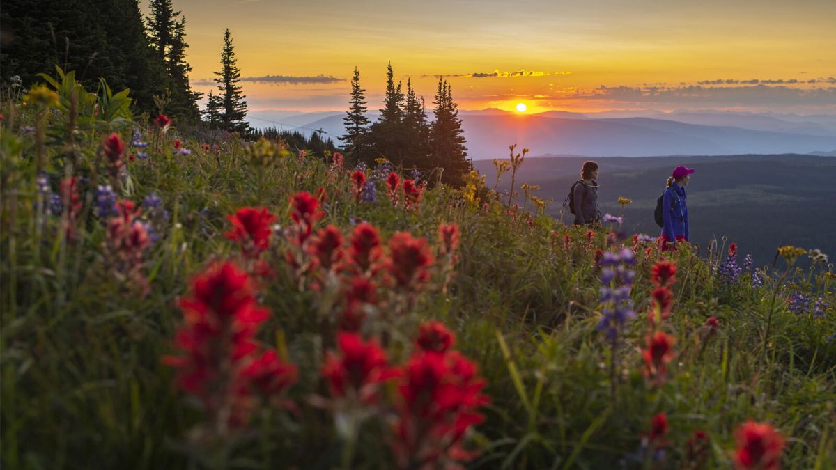 A summer meadow at Sun Peaks